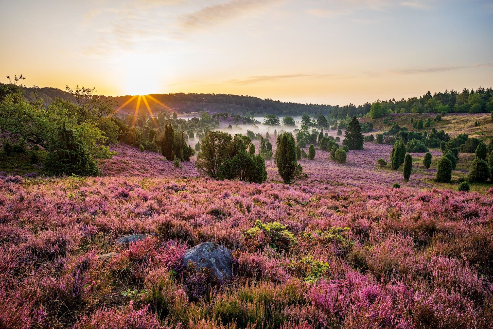 Lüneburger Heide.jpeg