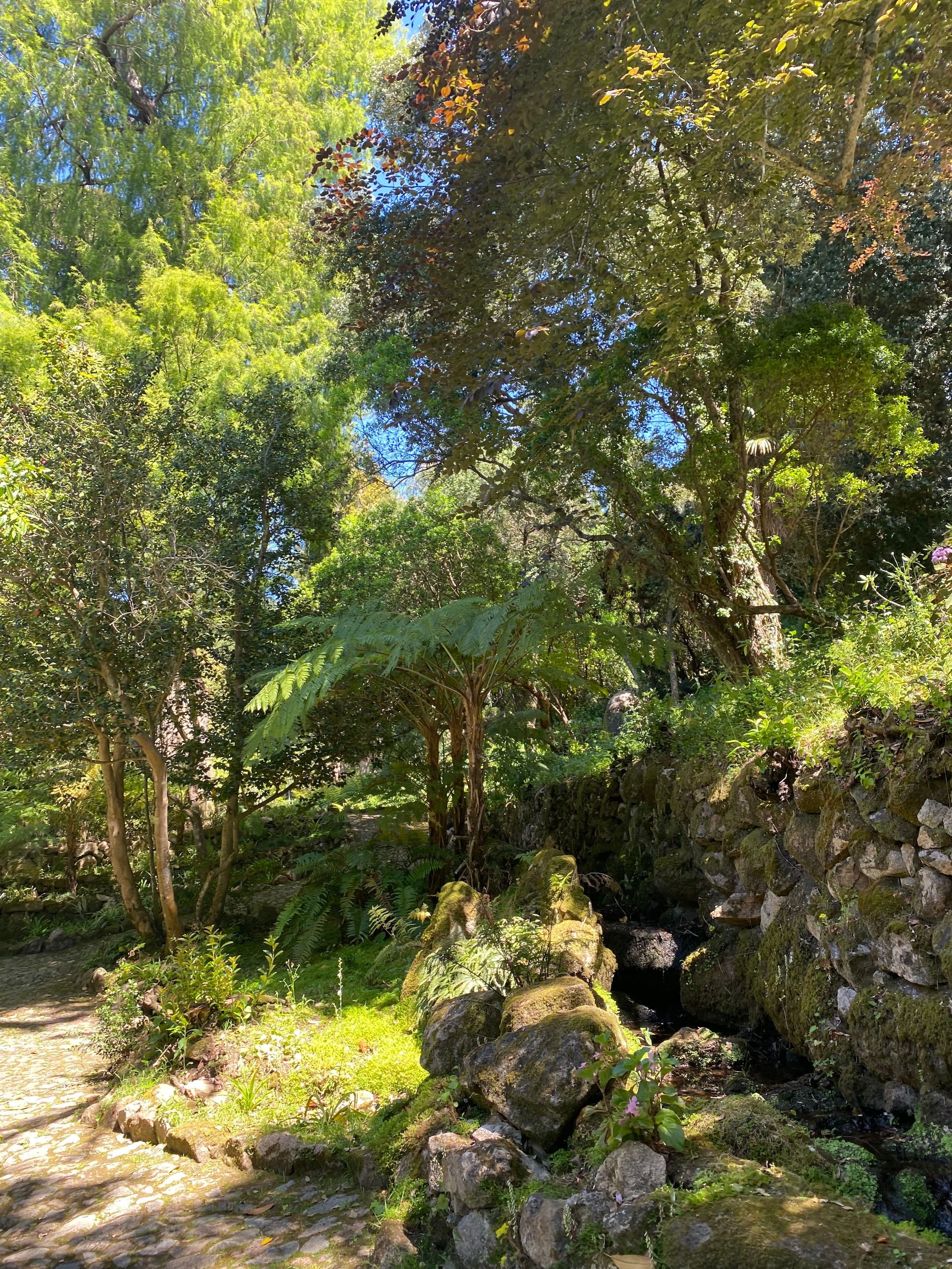 Sintra-jungle.jpg