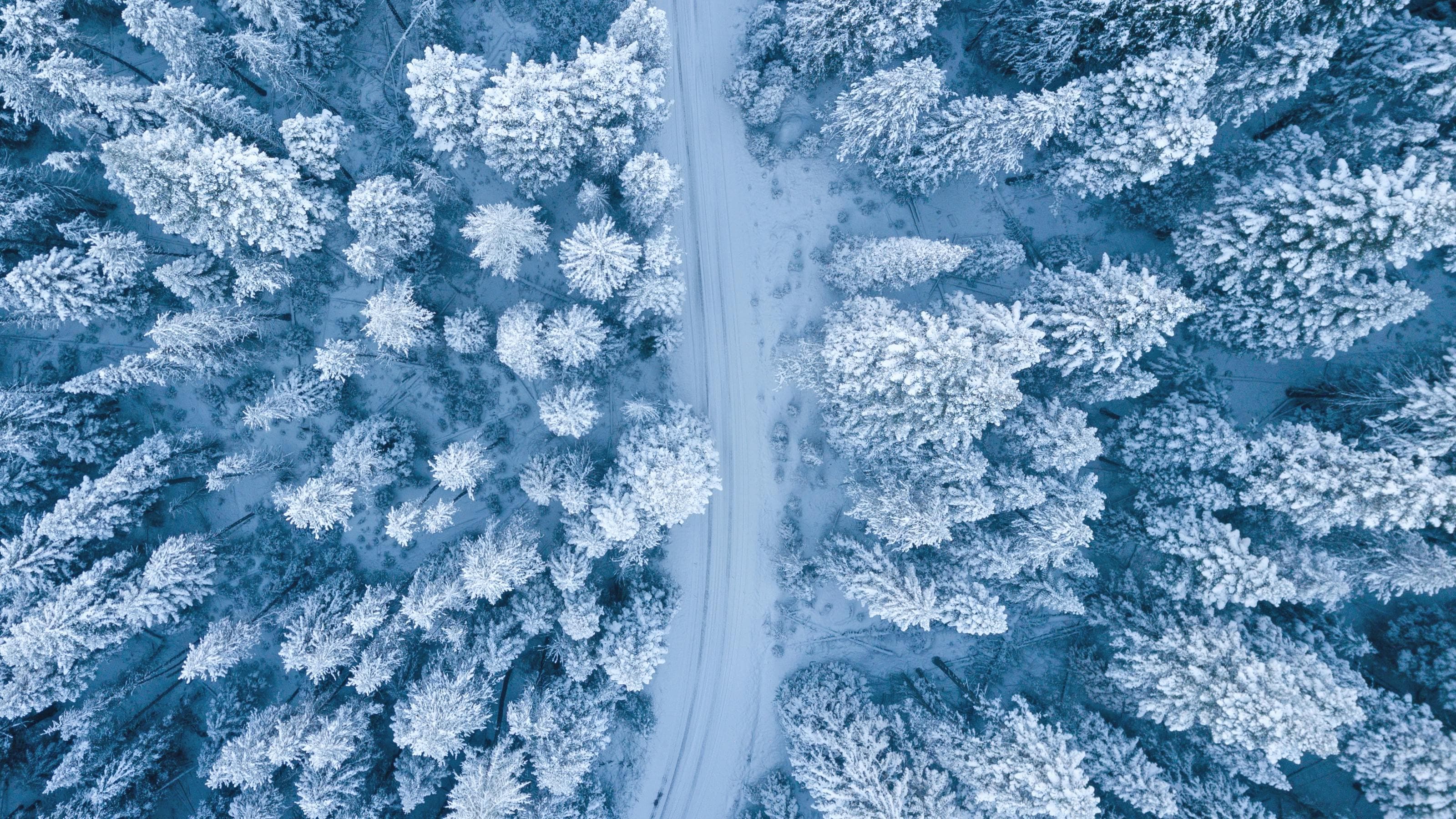 Winterwald.jpg